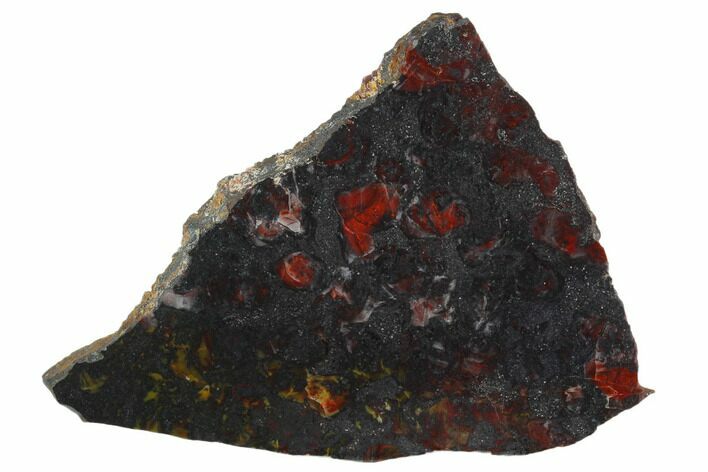 Polished Stromatolite (Collenia) Slab - Minnesota #129231